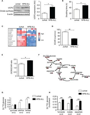 UCP2 silencing restrains leukemia cell proliferation through glutamine metabolic remodeling